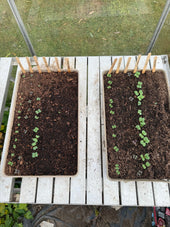 How To Use Peat Free Compost For Seeds: A Gardener's Guide By Wildmore Compost - Wildmore Compost