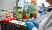 someone testing soil in lab