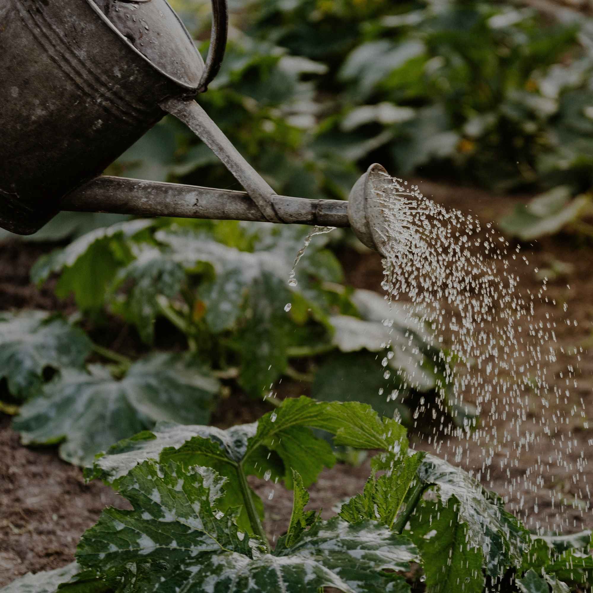 Watering can watering plants in a garden
