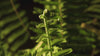 Timelapse of fern leaf unfurling